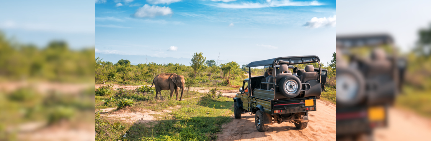 A jeep driving past a young elephant on safari in Udawalawe National Park, Sri Lanka.