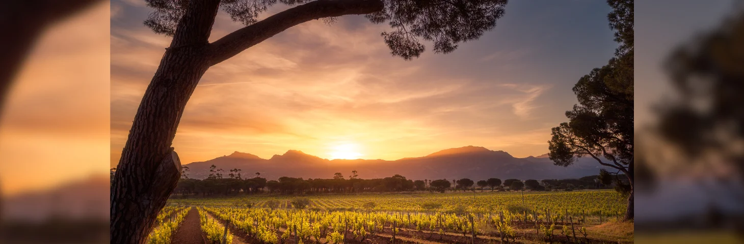 The sunset over a vineyard in Corsica.