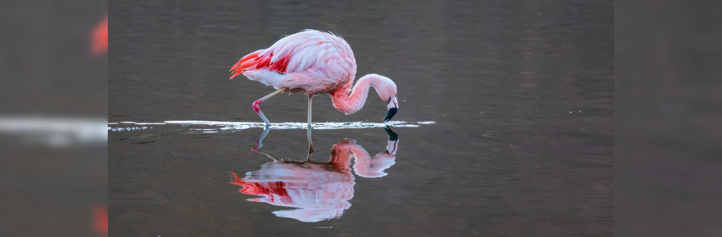 A flamingo reflected in water.