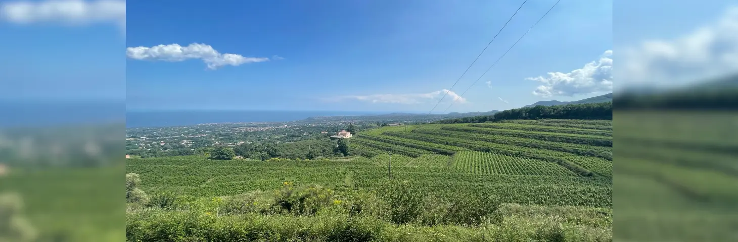 Image of a vineyard at the lower grounds of Mount Etna. 