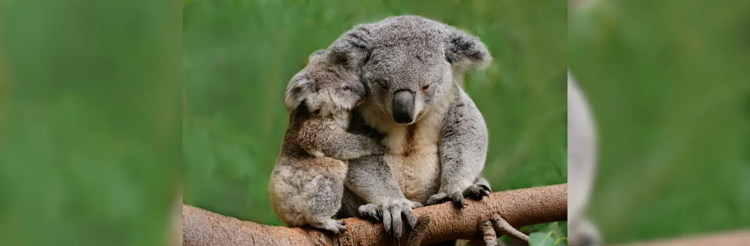 Image of a mother koala and baby