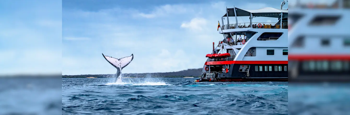 Image of a whale breaching its tail in the sea in front of an HX vessel