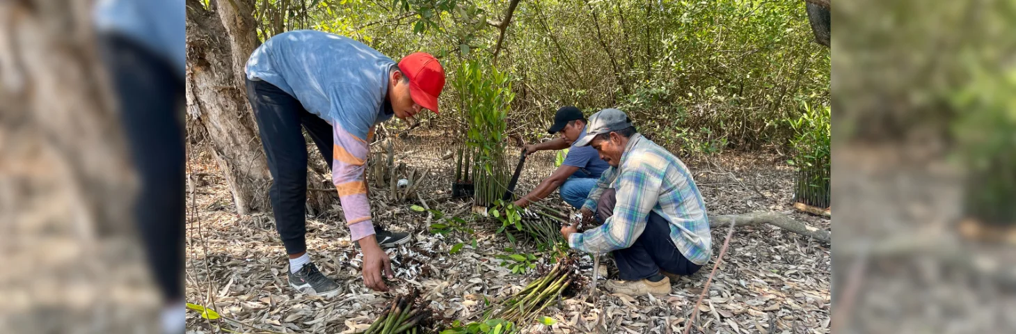 Community workers planting trees at a coastal restoration project in Guatemala.