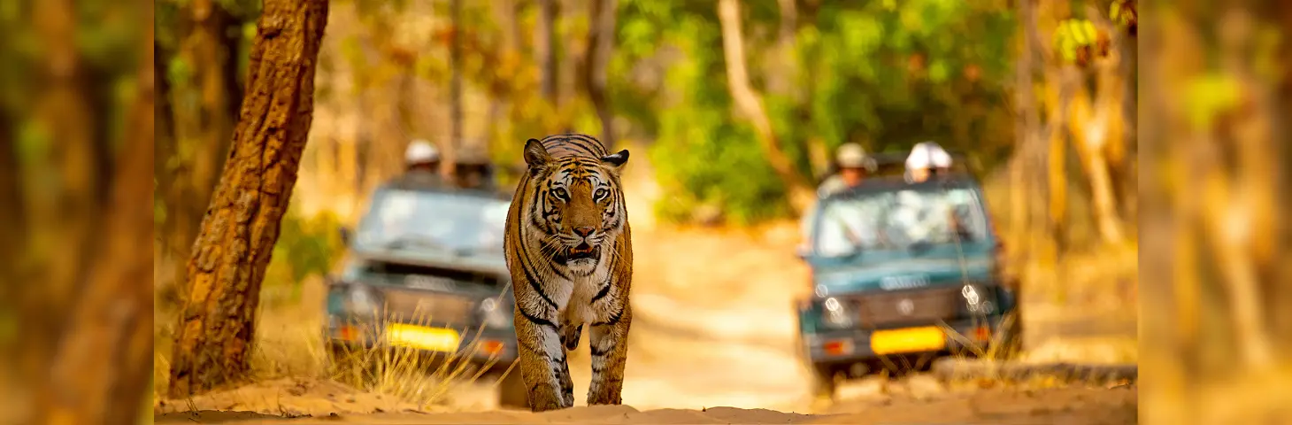 Tiger pacing in the jungle with two cars trailing it 
