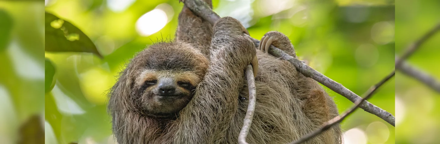 A sloth hanging from a branch in Costa Rica.