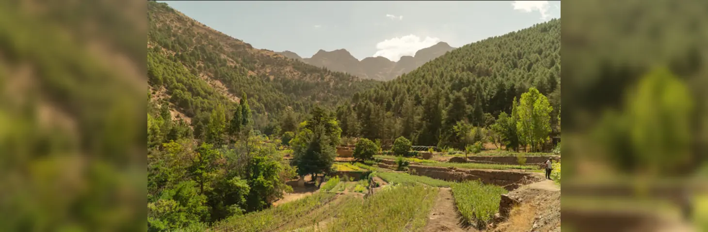 The Maya Forest restoration project in Mexico