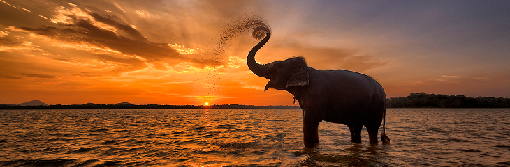 Elephant spraying water at sunset. 