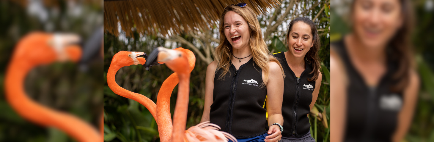 Two guests enjoying a Flamingo interaction experience at Discovery Cove's Flamingo Point habitat.