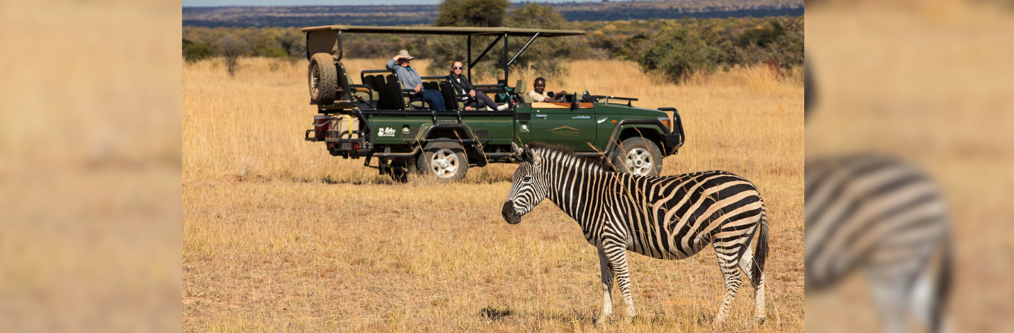 Image of tourists looking at a Zebra on the Safari Plains itinerary