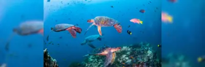 A bale of turtles swimming in a blue ocean.