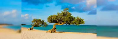 The beach in Aruba.