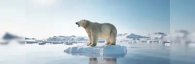 A polar bear standing on a floating block of ice in the sun.
