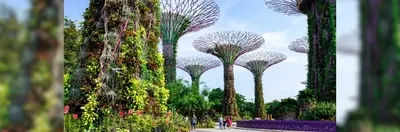 Image of the futuristic trees at the Garden by the Bay in Singapore