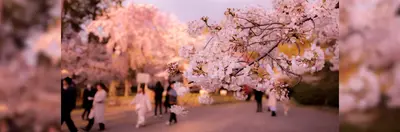 People walking among cherry blossom trees in Kyoto, Japan.