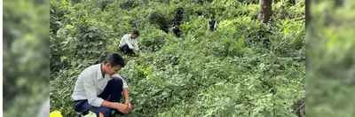 Workers planting trees.