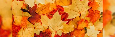 Autumnal leaves 