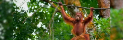 A young Orangutan crossing a branch.