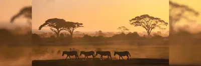 Four zebras crossing the plains at sunset
