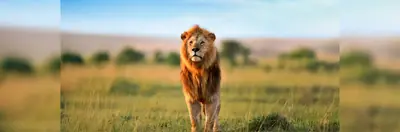 A lion standing on an African plain