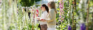 Two ladies walking amongst towering flowers at the Chelsea Flower Show