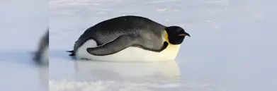 A penguin on his belly