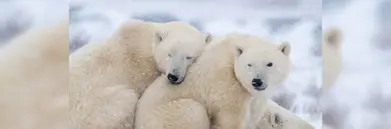 Two polar bears cuddling