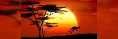 A kangaroo hopping at sunset