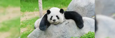 A lazy panda