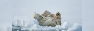 A polar bear