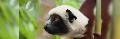 A Lemur