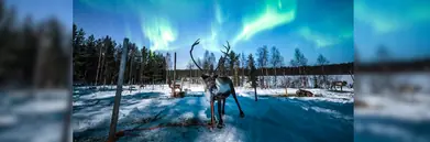 A Reindeer in Lapland