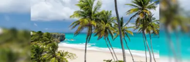 Barbados beach with palm trees
