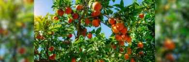 Orange tree