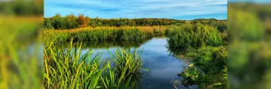 Peatlands