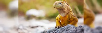 Reptile in Galapagos