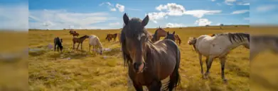 image-of-horses-in-bosnia 