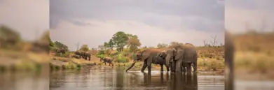 Elephants in water in Kruger national park