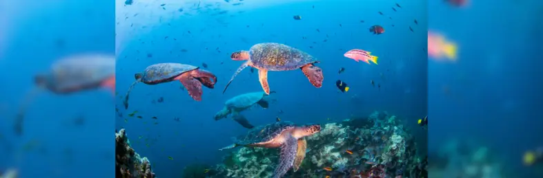 A bale of turtles swimming in a blue ocean.
