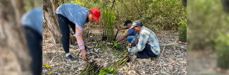 Workers planting trees at a Mangrove Restoration Project in Guatemala. 