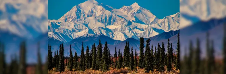 Tall pine trees standing in front of a snow-capped mountain backdrop