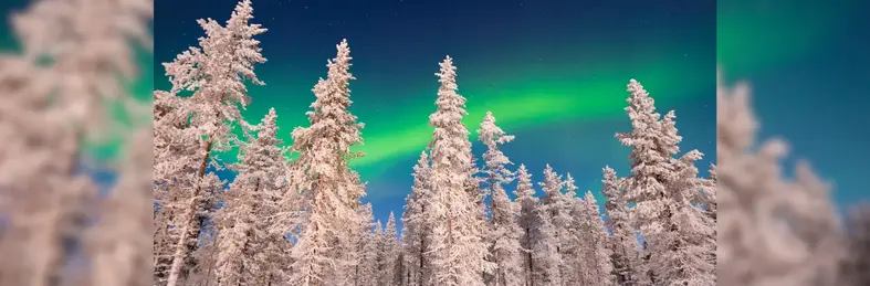 Image of snow-covered trees against the backdrop of the Northern Lights