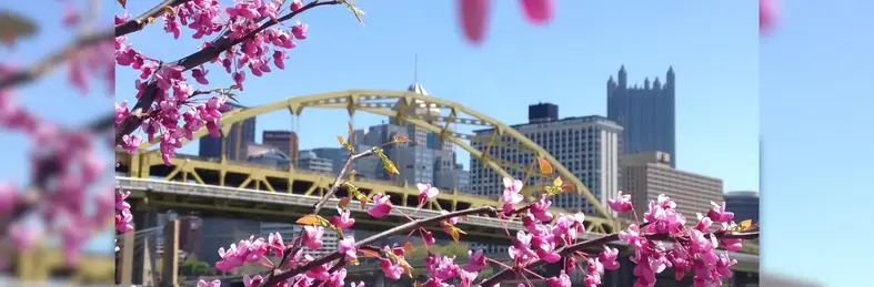Image of Pittsburgh cityscape with blooming flowers in the foreground