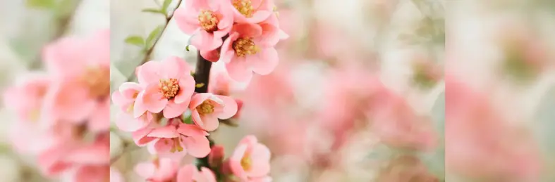 Image of some pink spring flowers