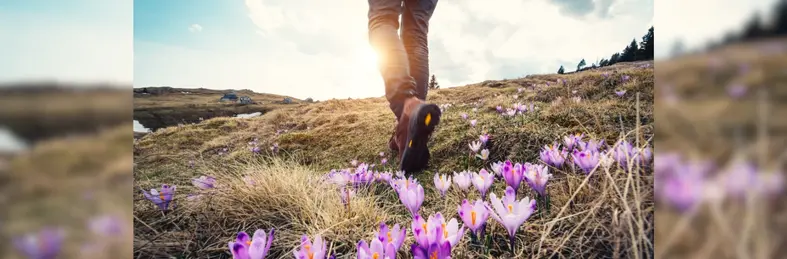 A person in walking boots walking on a hill, with pink crocus flowers in the foreground.