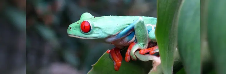 A frog with red eyes in some foliage