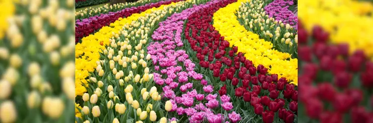 Tulips at KeuKenhof Gardens