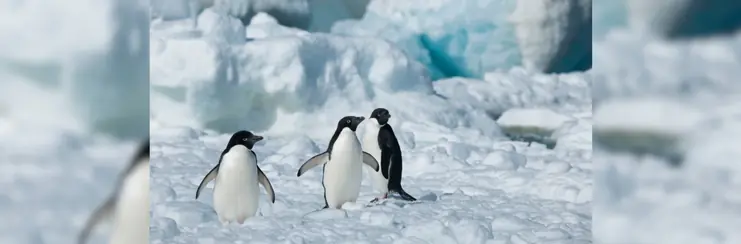 three penguins in Antarctica in the snow