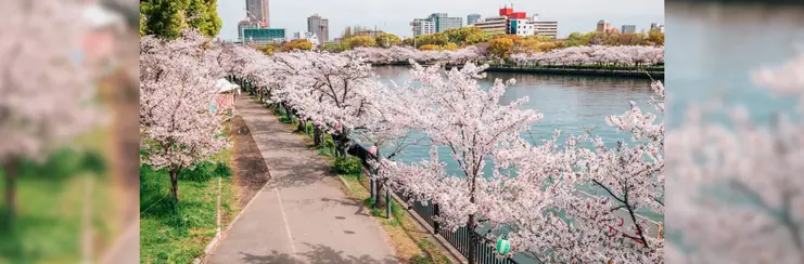 Cherry Blossoms in season along a river in Japan