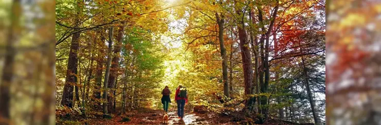 Two people hiking with a dog through a forest