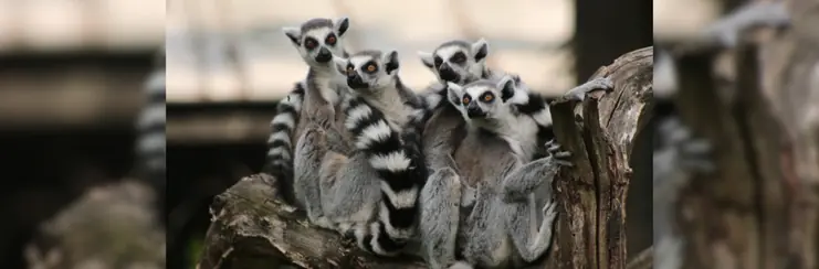 A group of Lemurs huddling together in Madagascar